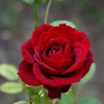 Fragancia Rose 8 oz