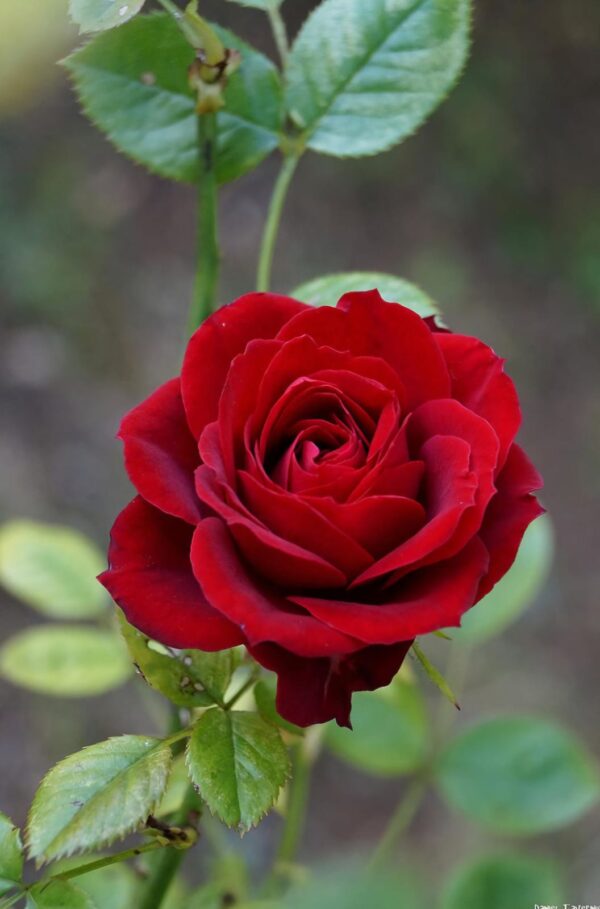 Fragancia Rose 8 oz